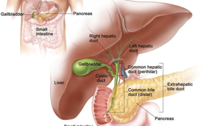 Hepato-Pancreato-Biliary Surgery & Pancreas Cancer