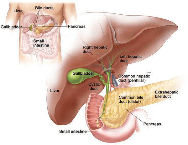 hepato pancreato biliary surgery