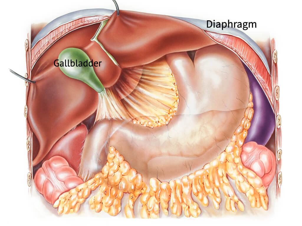 Diagram of the abdominal pocket with the liver, gallbladder, diaphragm, stomach, and duodenum