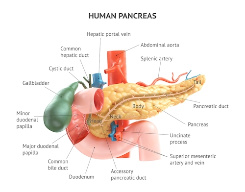 pancreas role and function in the human body why the pancreas is important